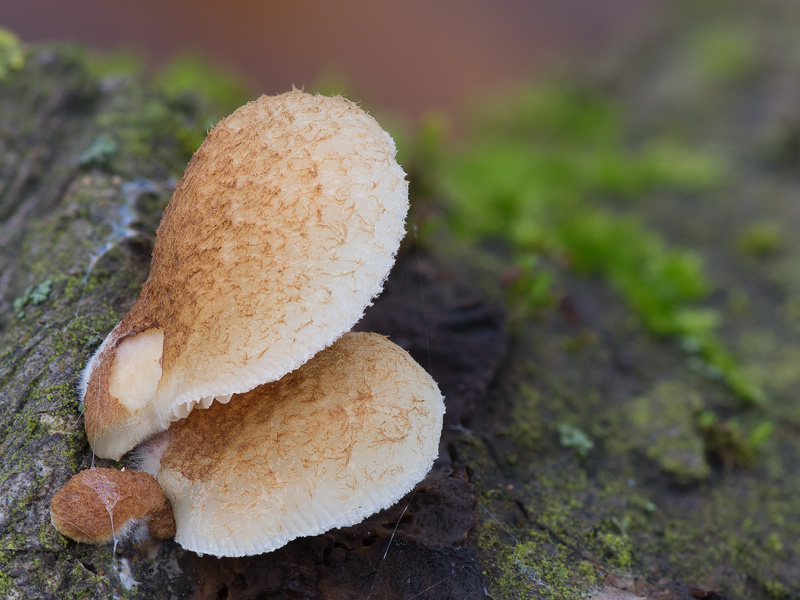 Crepidotus calolepis